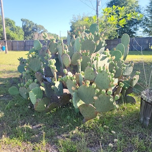 Opuntia, fico d&#39;india, pianta di avviamento a radice nuda