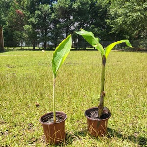 Banana Tree, Live Plant, fully rooted,  12 - 18 inches tall, bareroot