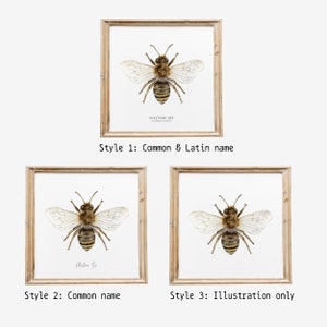 May include: Three printable art prints featuring a watercolor illustration of a plasterer bee. The first print includes the common and Latin name of the bee. The second print includes the common name. The third print only includes the illustration.