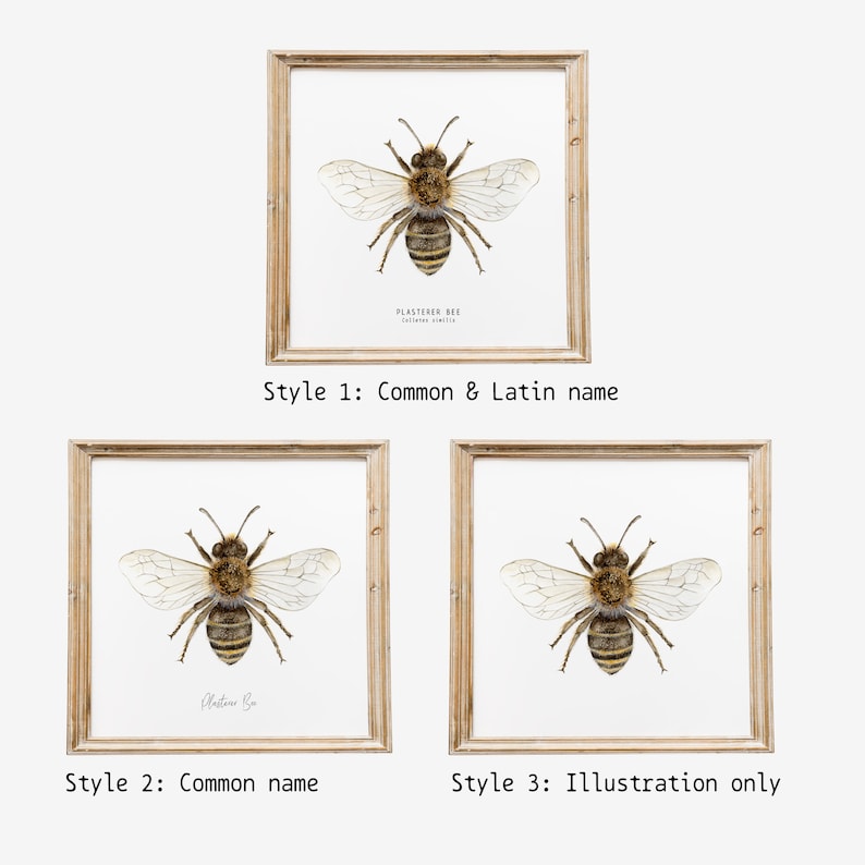 May include: Three printable art prints featuring a watercolor illustration of a plasterer bee. The first print includes the common and Latin name of the bee. The second print includes the common name. The third print only includes the illustration.