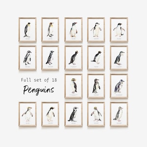 Set of 18 Penguins | watercolour set | gallery fine art prints | wall art print set | bird lover gift | Home décor gift | penguin species
