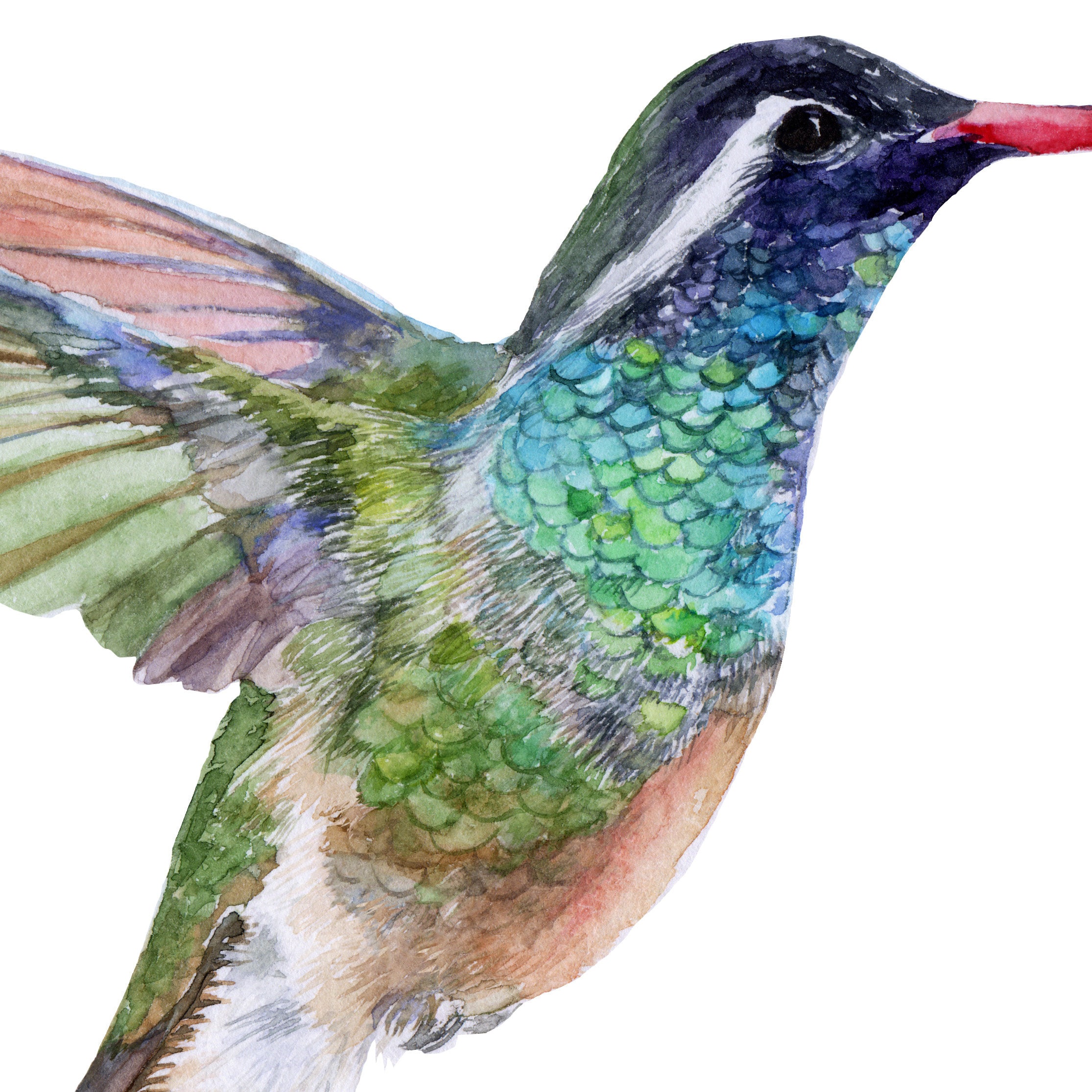 Xantus's Kolibrie aquarel fine art print | vogelliefhebberposter | kunst  aan de muur natuur | Xantu kolibries woondecoratie | Basilinna xantusii -  Etsy België, image size:2230x2230