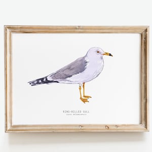 Ring-billed Gull watercolour print | Original wall art | Kid&#39;s room wall hanging | Nursery art | Housewarming gift | Baby shower gift