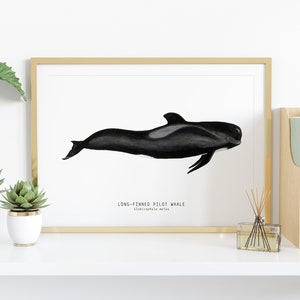 Long-finned Pilot Whale watercolor art From our 'Toothed Whales' series Great for the bedroom or nursery image 2