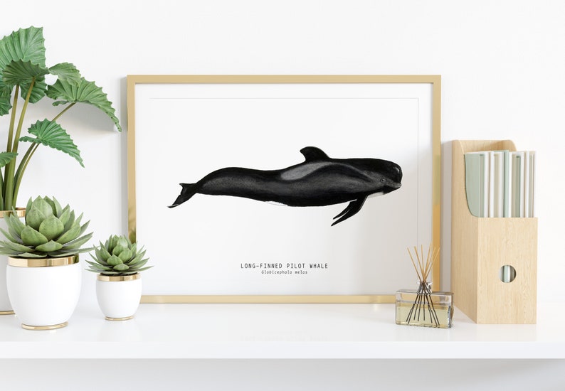 Long-finned Pilot Whale watercolor art From our 'Toothed Whales' series Great for the bedroom or nursery image 2