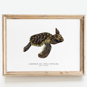 Könnte beinhalten: Eine gerahmte Illustration eines Loggerhead-Meeresschildkröten-Jungtiers, dargestellt in Aquarelltechnik mit braunen, grünen und gelben Farbtönen. Der Text "Loggerhead Sea Turtle Hatchling Caretta caretta" ist unter der Illustration gedruckt.