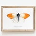 see more listings in the Butterflies section