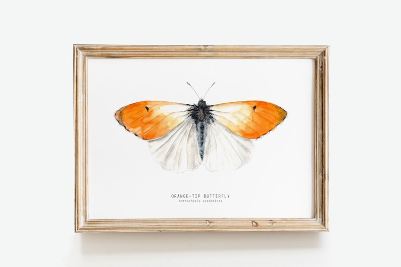 Orange-tip butterfly watercolor print Anthocharis cardamines wall art Housewarming fine art Butterfly lover gifts Home décor gift image 1