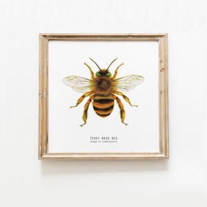 Impressão de arte de abelha de urso de peluche | Arte de insetos montessori | Arte de parede de abelhas | Arte em aquarela | Impressão artística infantil | Impressão de belas artes da abelha | Entomologia