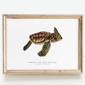 Hawksbill sea turtle hatchling | Eretmochelys imbricate watercolor art print | nursery animal poster | living room, bedroom décor gift