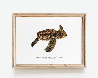 Hawksbill sea turtle hatchling | Eretmochelys imbricate watercolor art print | nursery animal poster | living room, bedroom décor gift