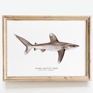 Weißspitzenhai Kunstdruck | Wohnzimmer Poster | Aquarell Wanddekoration Schlafzimmer Dekor | Weisse Zipfelblume (Carcharhinus longimanus).