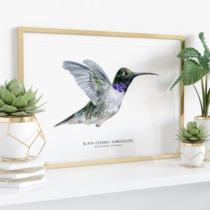 Black-chinned Hummingbird watercolor fine art print bird lover poster nature wall art hummingbirds home décor Archilochus alexandri image 3