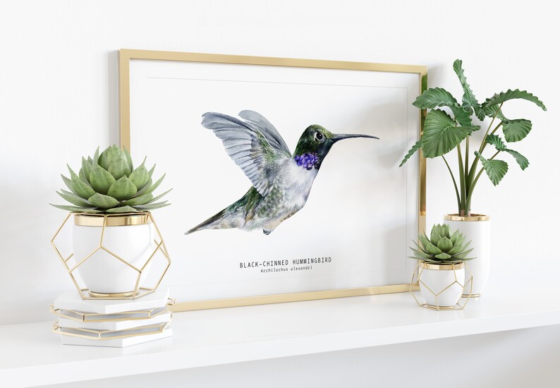 Black-chinned Hummingbird watercolor fine art print bird lover poster nature wall art hummingbirds home décor Archilochus alexandri image 3