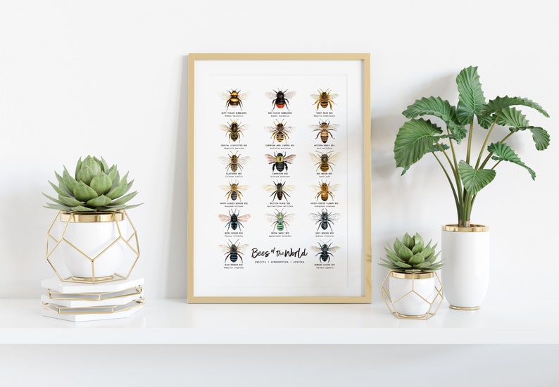 Bees of the world classroom wall art Homeschool poster Montessori learning & education Bee chart Classroom décor Bee lover gift image 2