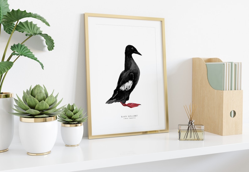 Black Guillemot wall art Beach house wall decor Shorebirds poster Bathroom art print Unique home decor Housewarming gift image 3