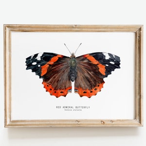 Red Admiral butterfly art print | Vanessa atalanta watercolor wall décor | bedroom, bathroom art poster | living room, nursery, animal gift