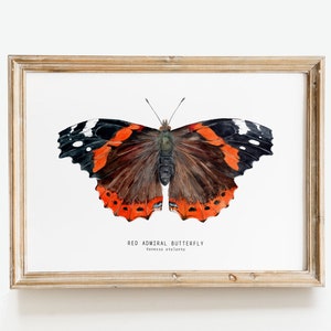 Red Admiral butterfly art print Vanessa atalanta watercolor wall décor bedroom, bathroom art poster living room, nursery, animal gift image 1