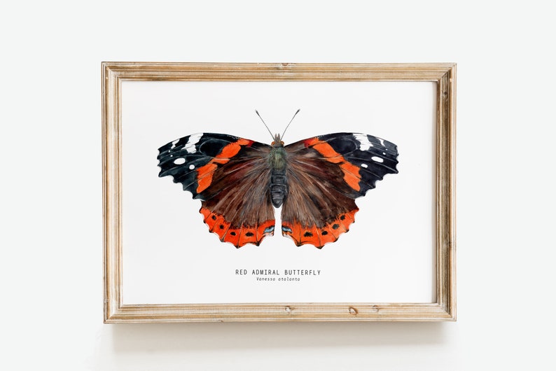 Red Admiral butterfly art print Vanessa atalanta watercolor wall décor bedroom, bathroom art poster living room, nursery, animal gift image 1