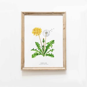 Dandelion wildflower nature print | Floral kitchen dining room wall art | Home flower art décor | Taraxacum officinale dandelions