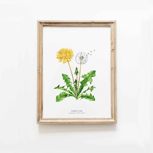 Dandelion wildflower nature print Floral kitchen dining room wall art Home flower art décor Taraxacum officinale dandelions image 1