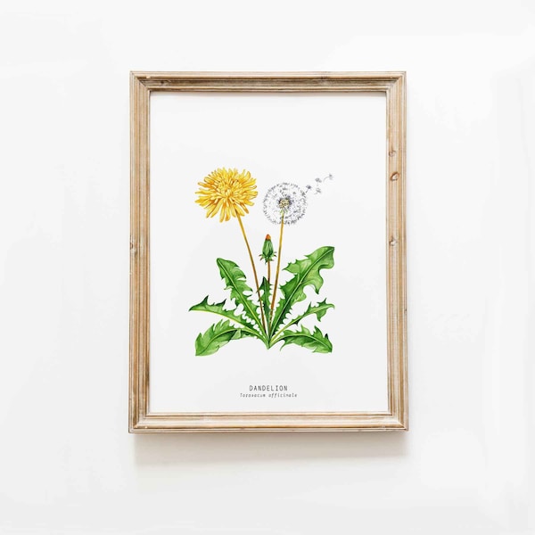 Dandelion wildflower nature print | Floral kitchen dining room wall art | Home flower art décor | Taraxacum officinale dandelions