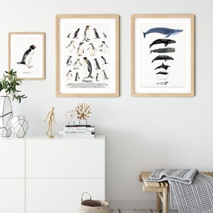 Snares penguin print dining room nature gallery wall art nautical beach home décor gift cute penguins nursery Eudyptes robustus image 4