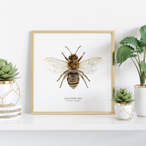 May include: A framed print of a watercolor illustration of a plasterer bee, with the scientific name "Colletes similis" printed below the image. The print is displayed on a white shelf with two potted succulents and a potted plant.