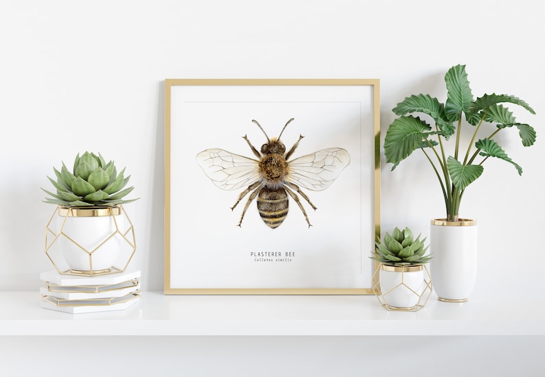 May include: A framed print of a watercolor illustration of a plasterer bee, with the scientific name "Colletes similis" printed below the image. The print is displayed on a white shelf with two potted succulents and a potted plant.