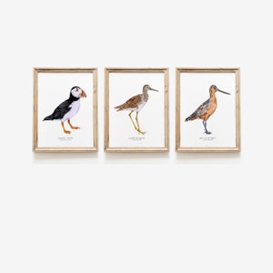 Conjunto de 3 impresiones de aves playeras / Conjunto de tres impresiones / Conjunto de impresiones de pared náuticas / Arte de pared de galería para amantes de las aves / Regalo de inauguración de la casa / Impresiones de decoración de pared