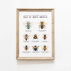 Art mural éducatif Abeilles d'Amérique du Nord | Affiche de classe | L'enseignement à la maison grâce à la nature | Cadeaux pour les amateurs d'abeilles | Décoration de chambre d'enfant
