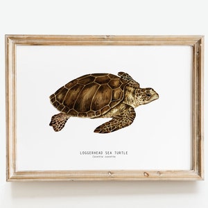 Puede incluir: Una ilustración enmarcada de una tortuga boba, Caretta caretta, con un caparazón marrón y aletas. La ilustración está sobre un fondo blanco con el nombre "Loggerhead Sea Turtle" y el nombre científico "Caretta caretta" escrito debajo de la tortuga.