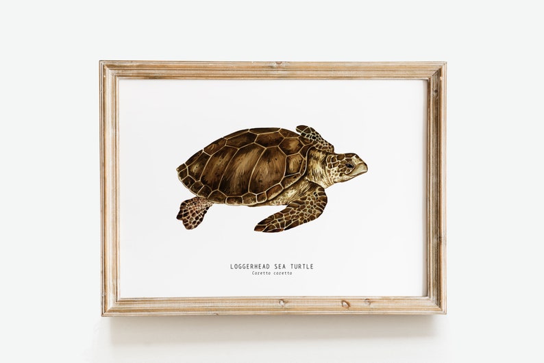 Loggerhead Sea Turtle Art Print | Caretta Caretta Wall Décor Gift ...