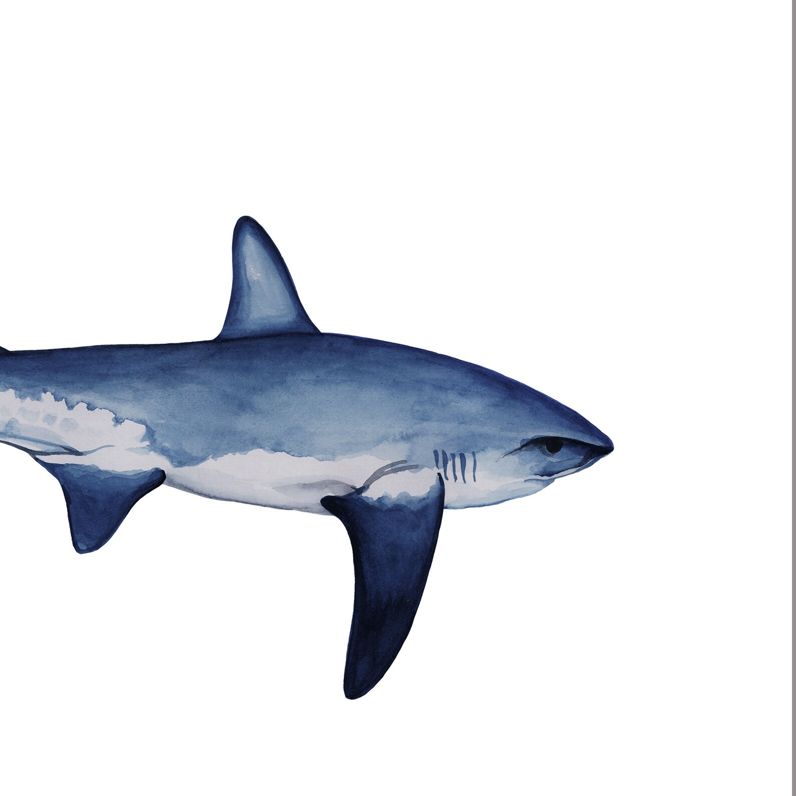 Thresher Shark watercolor fine art print shark lover poster | Etsy