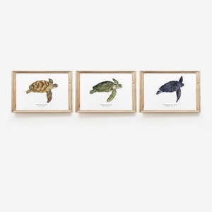 3er Set Meeresschildkröten | Wand Kunst Drucke Set | Wohnzimmer fine art | Kinderzimmer Schildkröten Set | Schildkröten & Tierliebhaber Geschenke | Wohnkultur Geschenk