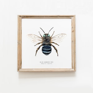 Blue banded bee art print | Bee birthday gift | Bees wall art | Montessori nature guide | Children&#39;s art print | Bee Fine Art print |