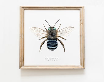 Blue banded bee art print | Bee birthday gift | Bees wall art | Montessori nature guide | Children's art print | Bee Fine Art print |
