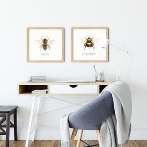 May include: Two framed illustrations of bees, one of a plasterer bee and the other of a buff-tailed bumblebee, are displayed on a white wall above a desk with a white top and white legs. A gray chair with a white blanket draped over it sits in front of the desk.