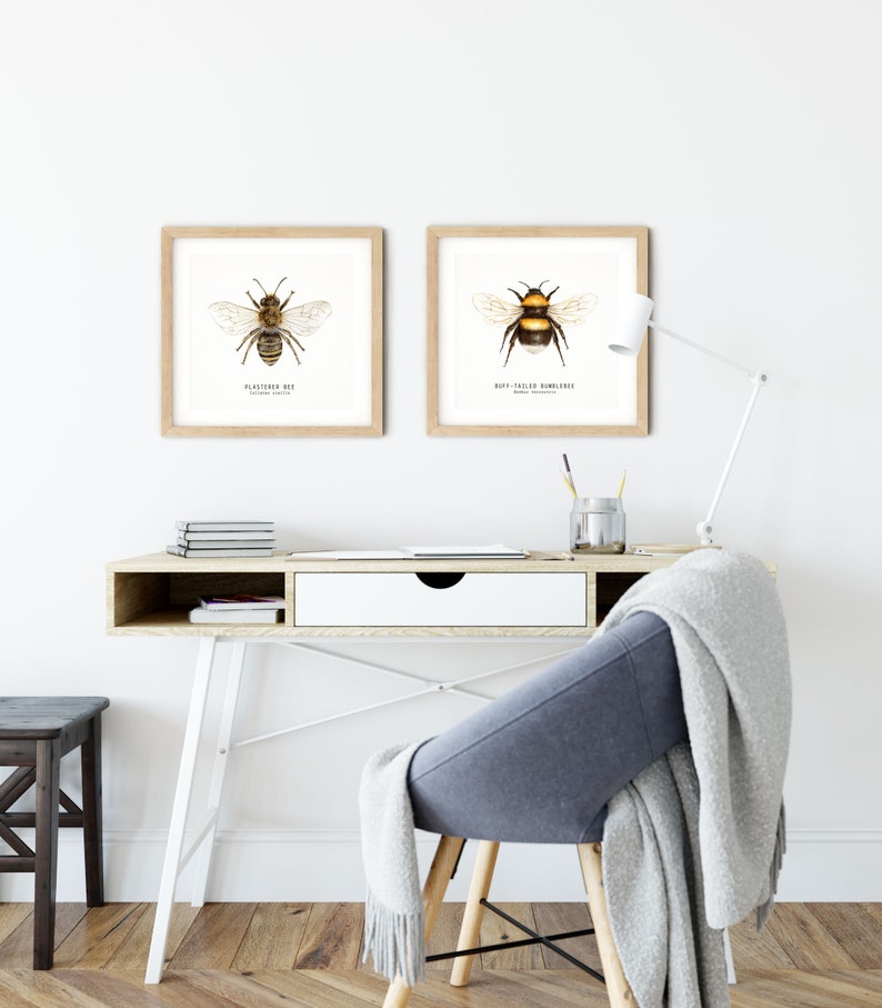 May include: Two framed illustrations of bees, one of a plasterer bee and the other of a buff-tailed bumblebee, are displayed on a white wall above a desk with a white top and white legs. A gray chair with a white blanket draped over it sits in front of the desk.