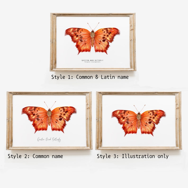 Question mark butterfly print Polygonia interrogationis watercolor art butterflies lover wall décor Nursery, living room girls gifts image 8