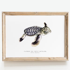 Flache Meeresschildkröte schlüpft Kunstdruck | Natator Depression Aquarell Wandkunst | Kinderzimmer, Wohnzimmer, Schlafzimmer, Hausdekor-Plakatgeschenk