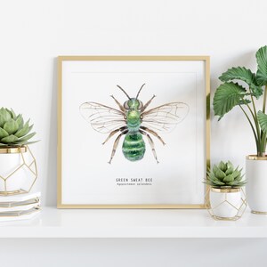 Green Sweat bee art print Watercolour art Bees wall art Montessori nature guide Children's art print Bee Fine Art print image 2