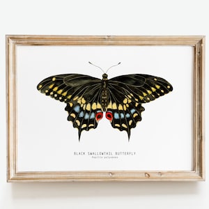 Black Swallowtail butterfly print | Papilio polyxenes | American, Parsnip, Eastern butterflies | living room, nursery décor, home wall art