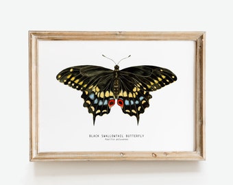 Black Swallowtail butterfly print | Papilio polyxenes | American, Parsnip, Eastern butterflies | living room, nursery décor, home wall art