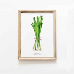Wanddekoration mit Zitronengras | Küchendeko Kräuteraufdruck | Einweihungsgeschenk | Aquarell Wand Kunst Geschenkidee | Kulinarisches Poster | Feinschmecker Geschenk