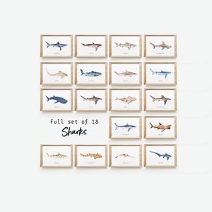 Set of 18 Shark watercolour prints | Wall art set | Housewarming fine art | Set of wall art | Print set | Shark lover gift | Home décor gift