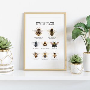 Puede incluir: Una impresi&oacute;n enmarcada con fondo blanco y texto negro que dice "A Collection of Bees of Europe". La impresi&oacute;n presenta ilustraciones de nueve tipos diferentes de abejas con sus nombres comunes enumerados debajo de cada ilustraci&oacute;n.