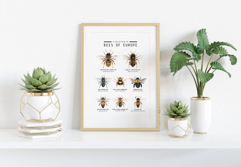 Puede incluir: Una impresi&oacute;n enmarcada con fondo blanco y texto negro que dice "A Collection of Bees of Europe". La impresi&oacute;n presenta ilustraciones de nueve tipos diferentes de abejas con sus nombres comunes enumerados debajo de cada ilustraci&oacute;n.