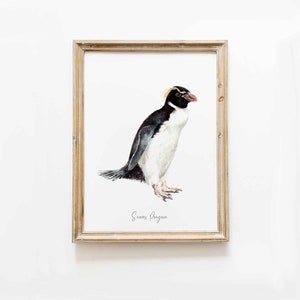 Snares penguin print dining room nature gallery wall art nautical beach home décor gift cute penguins nursery Eudyptes robustus image 9