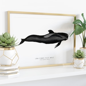 Long-finned Pilot Whale watercolor art From our 'Toothed Whales' series Great for the bedroom or nursery image 3